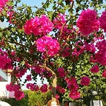 Tavilogullari Dalyan