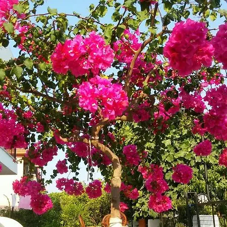 Tavilogullari ダルヤン